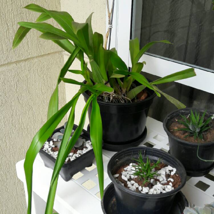 Plant image Oncidium Sphacelatum