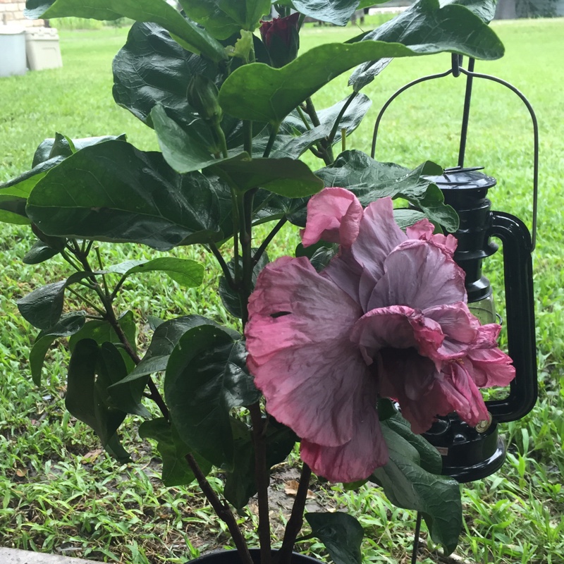 Hibiscus rosa-sinensis