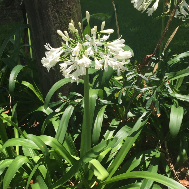 Agapanthus