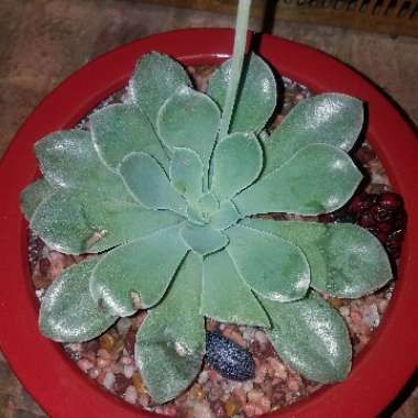 Echeveria Diffractens