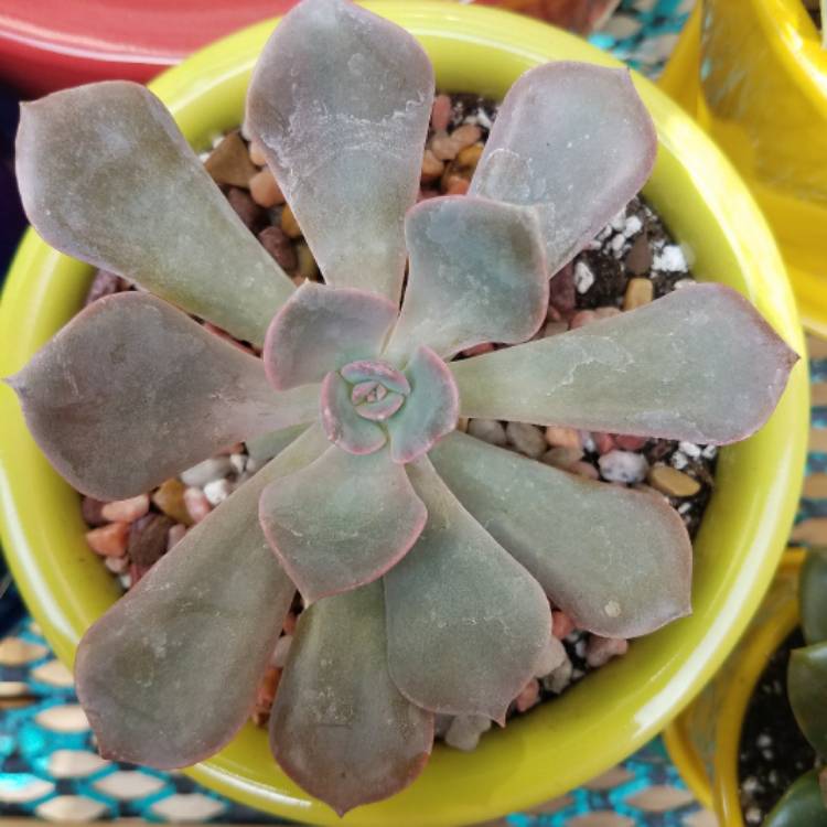 Plant image Echeveria Dusty Rose