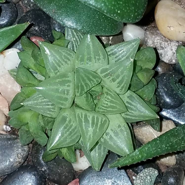 Plant image Haworthia retusa