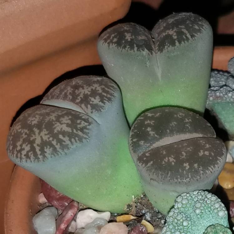 Plant image Lithops Lesliei var. Hornii