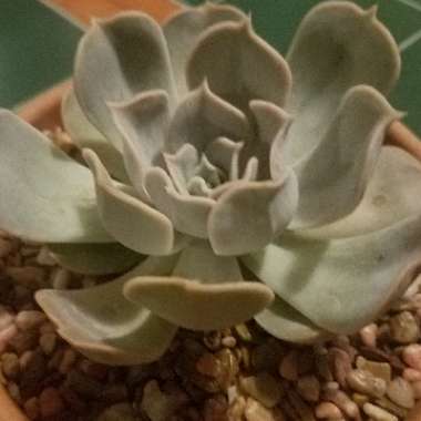 Echeveria Lilacina