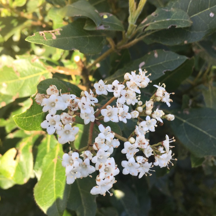 Plant image Viburnum tinus