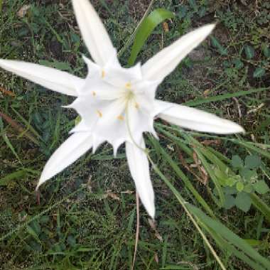 Pancratium maritimum