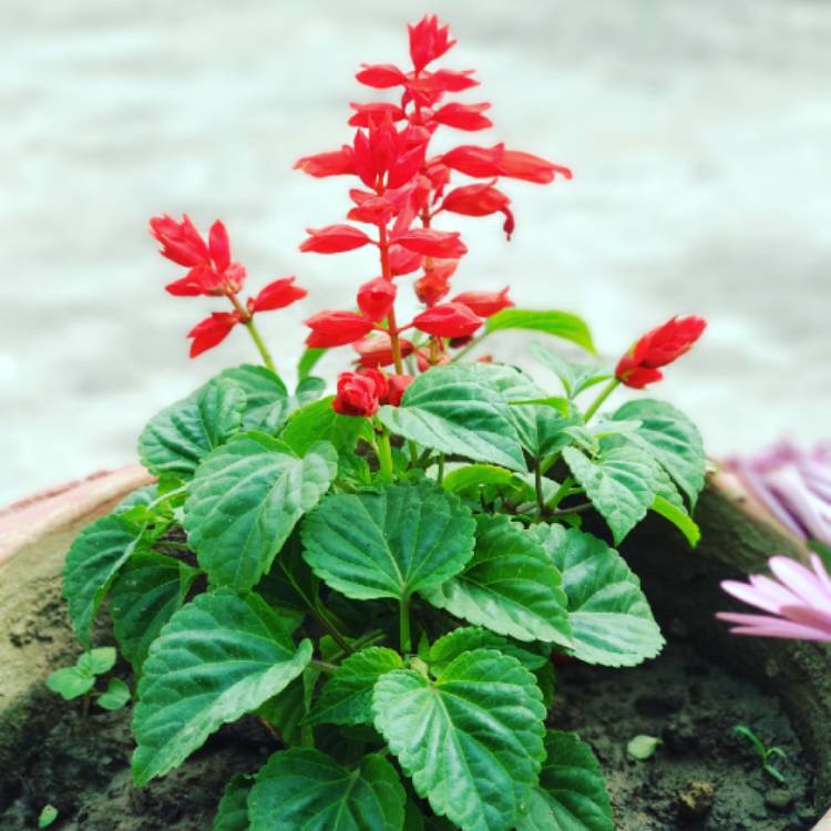 Plant image Salvia greggii 'Mirage™ Cherry Red'