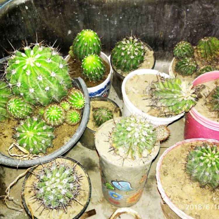 Plant image Echinocereus reichenbachii