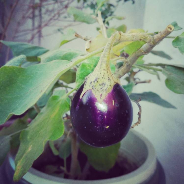 Plant image Solanum melongena