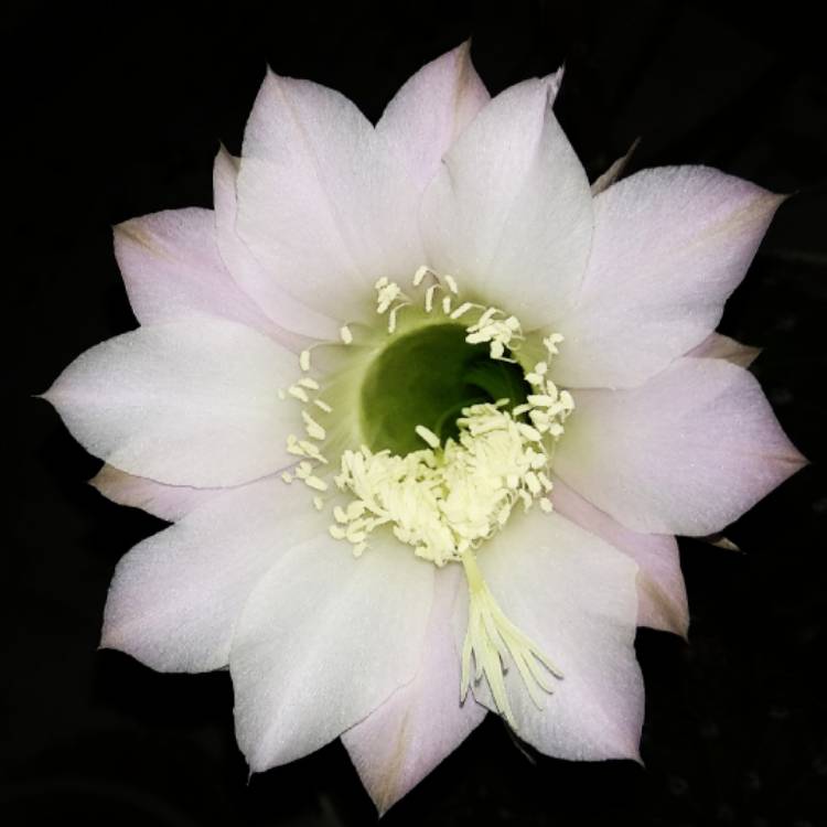 Plant image Echinocereus reichenbachii