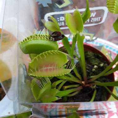 Venus Fly Trap