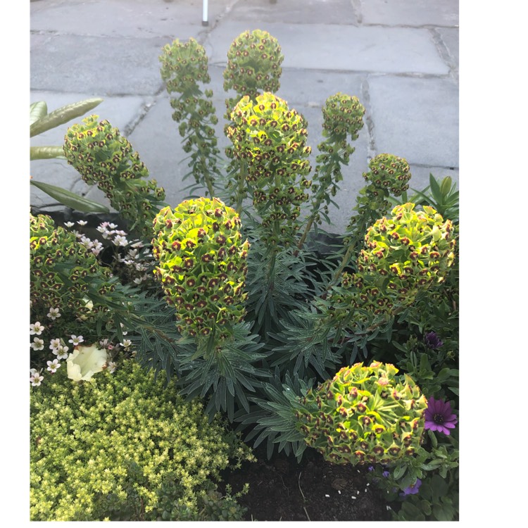 Plant image Euphorbia characias 'Black Pearl'