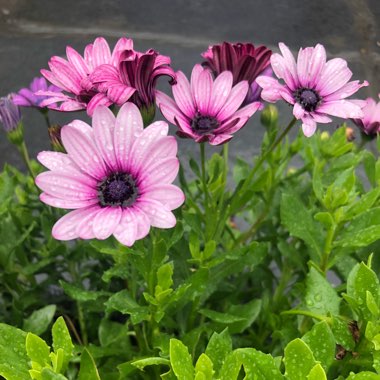 Osteospermum