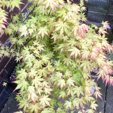 Acer palmatum 'Orange Dream'