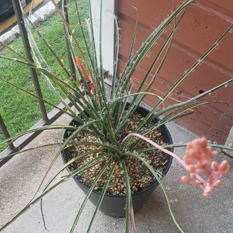 Plant image Hesperaloe Parviflora