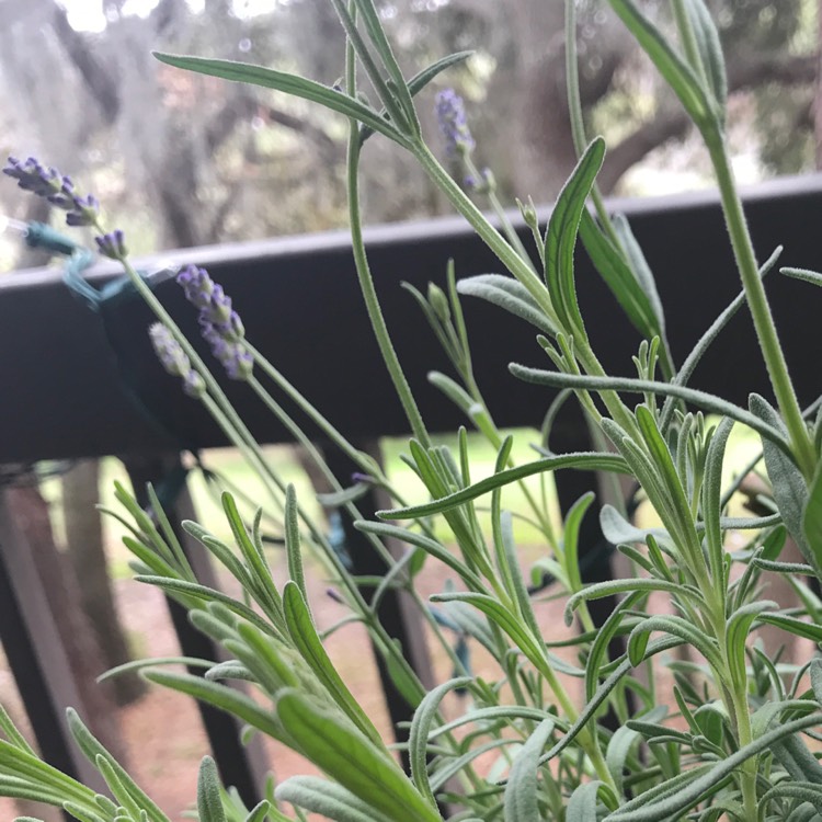 Plant image Lavandula angustifolia 'Ellagance Mix' (Ellagance Series)