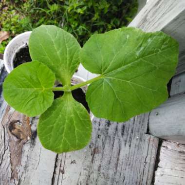 Cucurbita maxima 'Big Max'