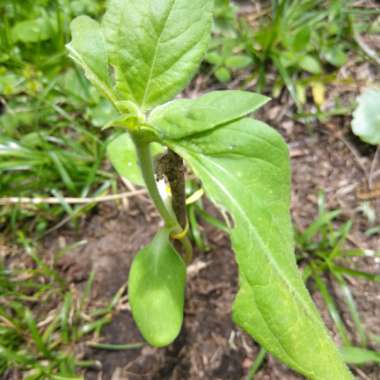 Helianthus annuus 'Russian Giant'