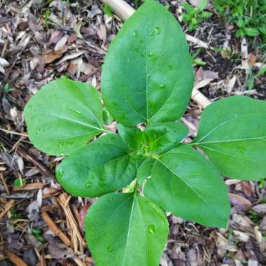 Helianthus annuus 'Russian Giant'