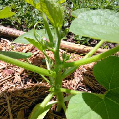 Cucurbita maxima 'Big Max'