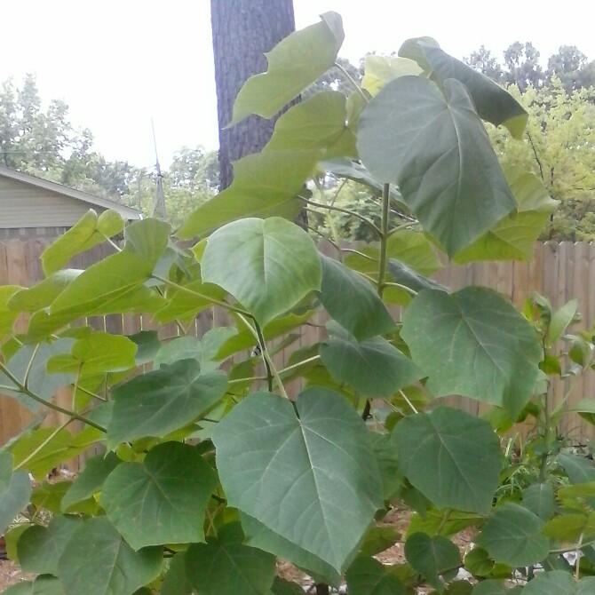 Plant image Paulownia tormentosa