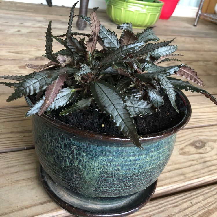 Plant image Pilea involucrata 'Dark Mystery'