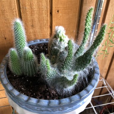 Old Man of the Andes Cactus