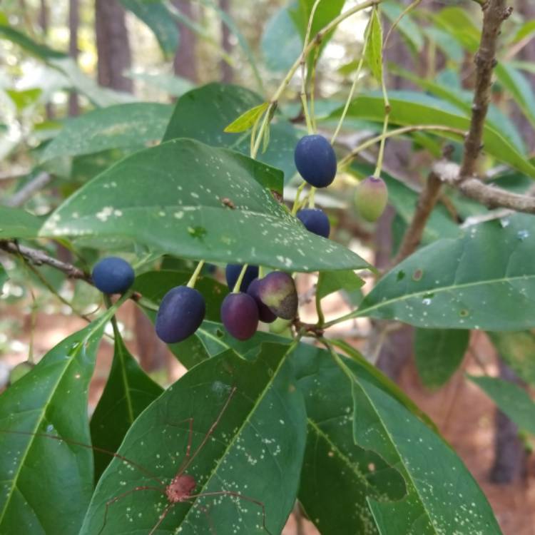 Plant image Chionanthus virginicus