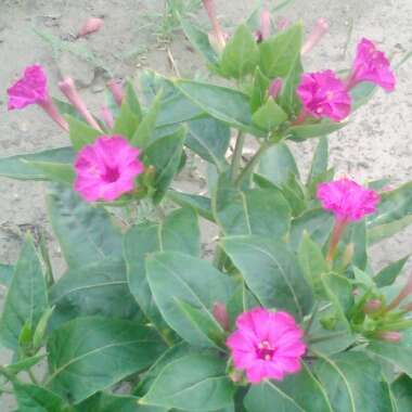 Mirabilis jalapa