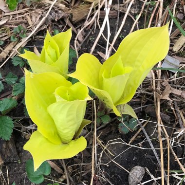 Hosta 'Fire Island'