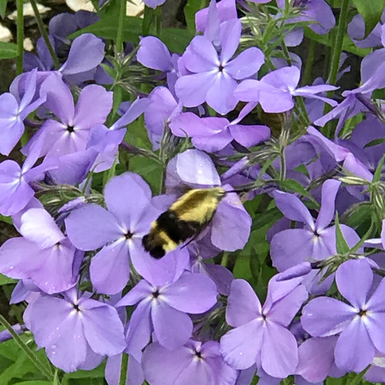 Plant image Phlox Divaricata 'Blue Moon'