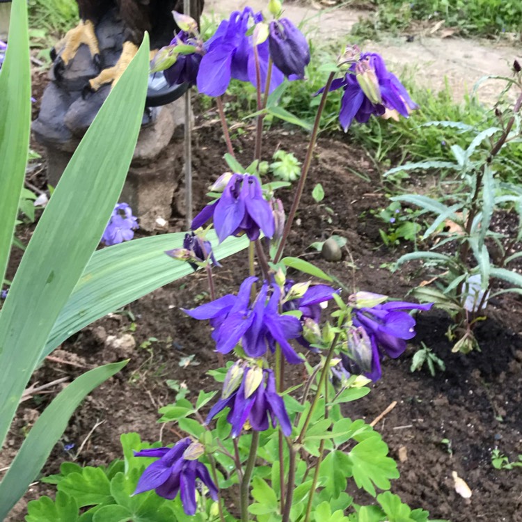 Plant image Aquilegia alpina