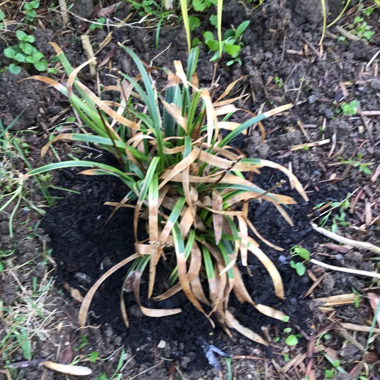 Plant image Liriope muscari 'Variegata'