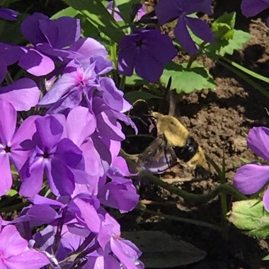 Phlox Divaricata 'Blue Moon'