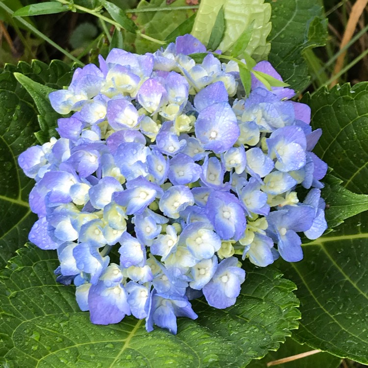 Hydrangea Macrophylla 'topaz Blue', Hydrangea 'topaz Blue' - Uploaded 