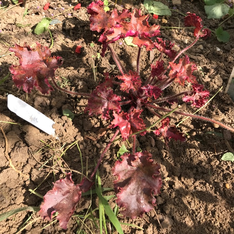 Plant image Heuchera 'Melting Fire'