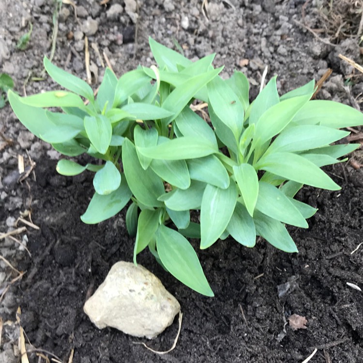 Plant image Alstroemeria 'Koice' (Inca Series) syn. Alstroemeria 'Inca Ice'