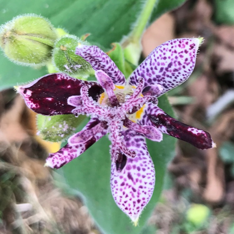 Plant image Tricyrtis formosana