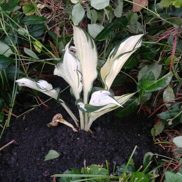 Plant image Hosta 'Fire and Ice'