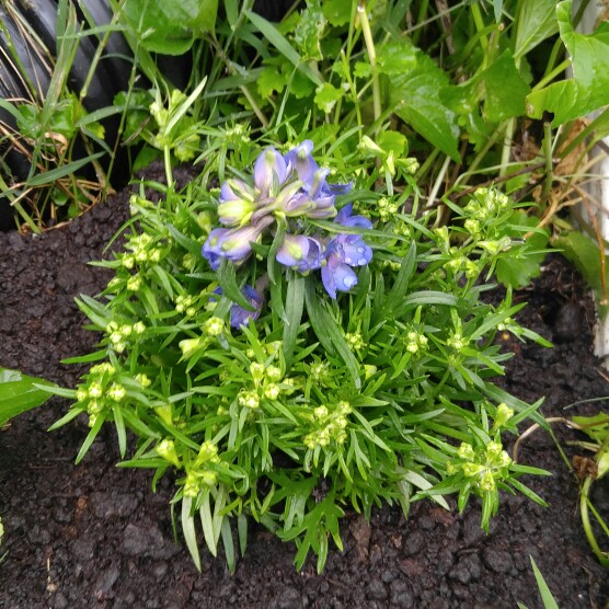 Plant image Delphinium 'Summer Nights'