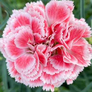 Dianthus ‘Coral Reel'