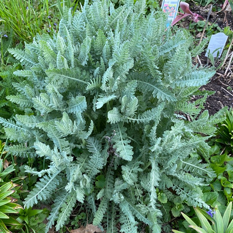 Plant image Achillea 'Moonshine'