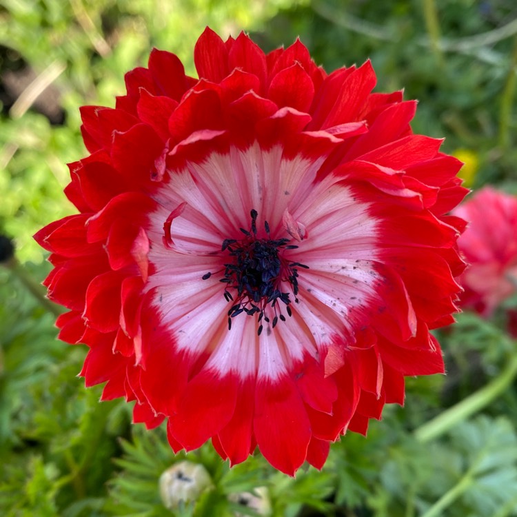 Plant image Anemone coronaria 'Harmony Double Scarlet' (Harmony Series)