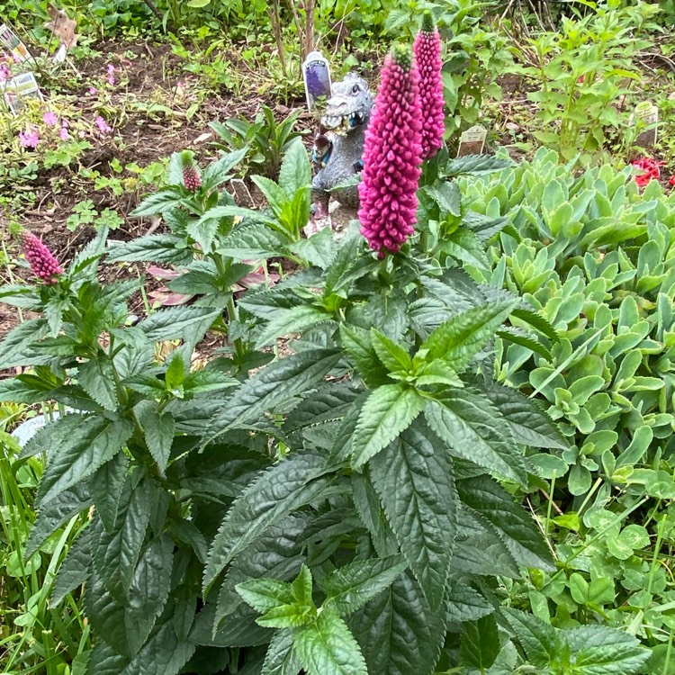 Plant image Veronica longifolia 'Alllove' syn. Veronica longifolia 'First Love'