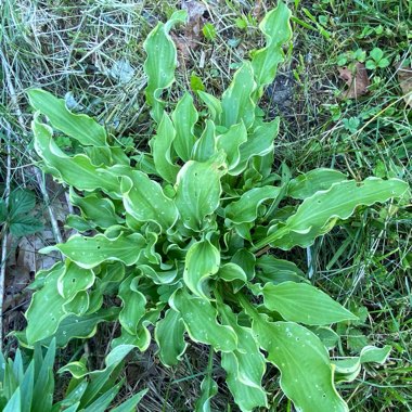 Hosta 'Wheee!' (Shadowland Series)