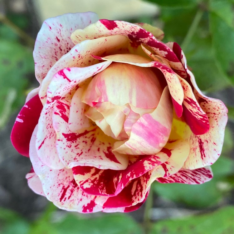 Plant image Rosa 'George Burns'