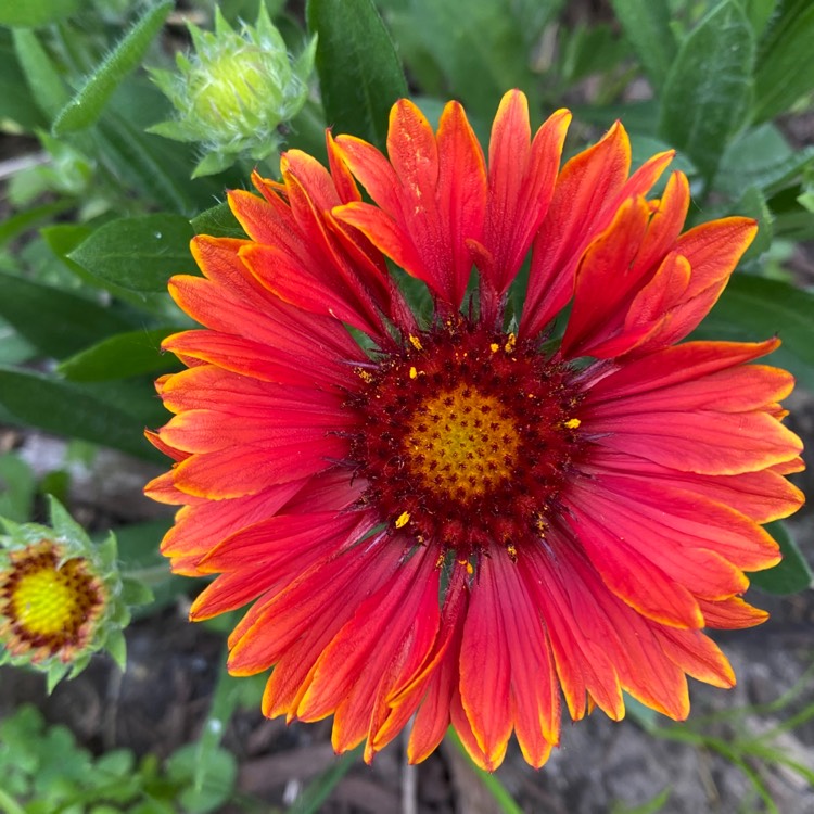 Plant image Gaillardia Aristata