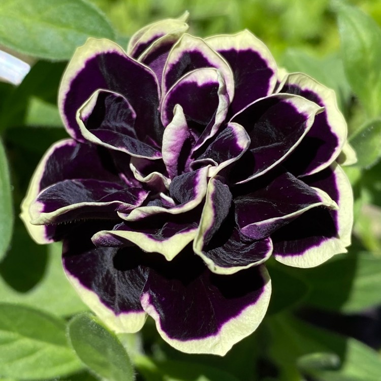 Plant image Petunia 'Midnight Gold'