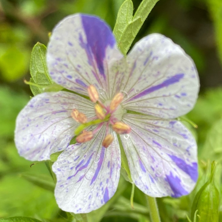 Plant image Geranium pratense 'Delft Blue'