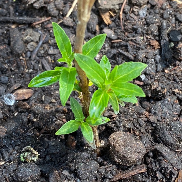 Plant image Caryopteris x clandonensis 'Dark Knight'